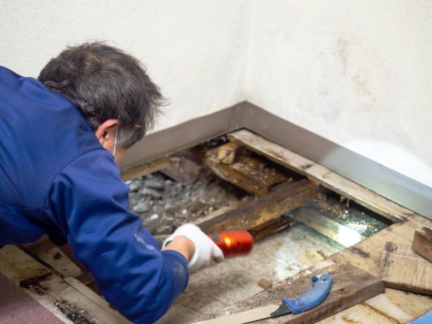 Best Attic Mold Removal  in Urbandale, IA