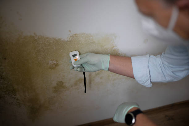 Best Certified Mold Removal  in Urbandale, IA