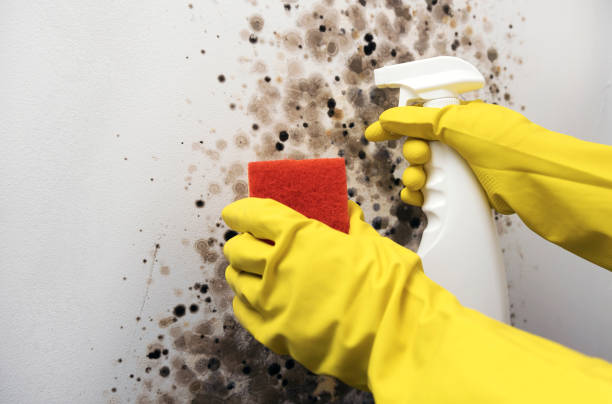 Attic Mold Removal in Urbandale, IA