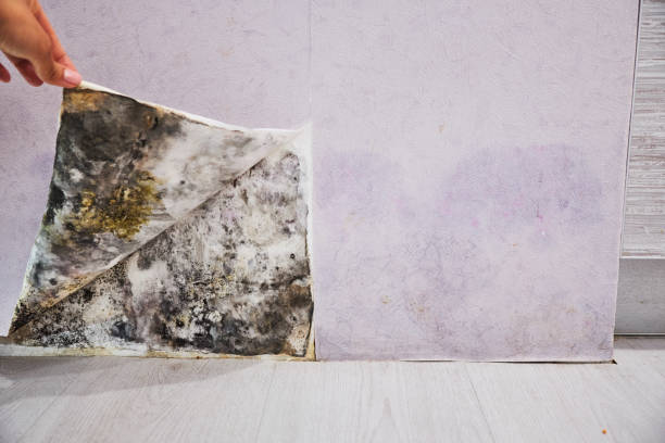 Best Same-Day Mold Removal  in Urbandale, IA